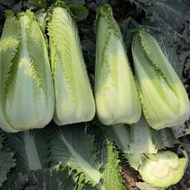 龙牙菜棵0.65-0.95kg无虫吃，无开花，无烧心