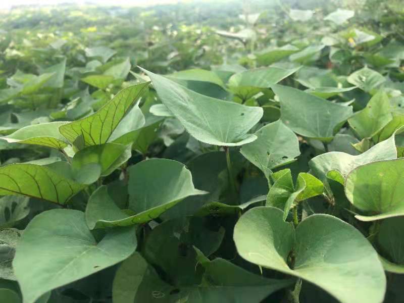 展示健康、无病害的西瓜红红薯种苗,根系发达,茎叶翠绿 西瓜红红薯种苗展示图