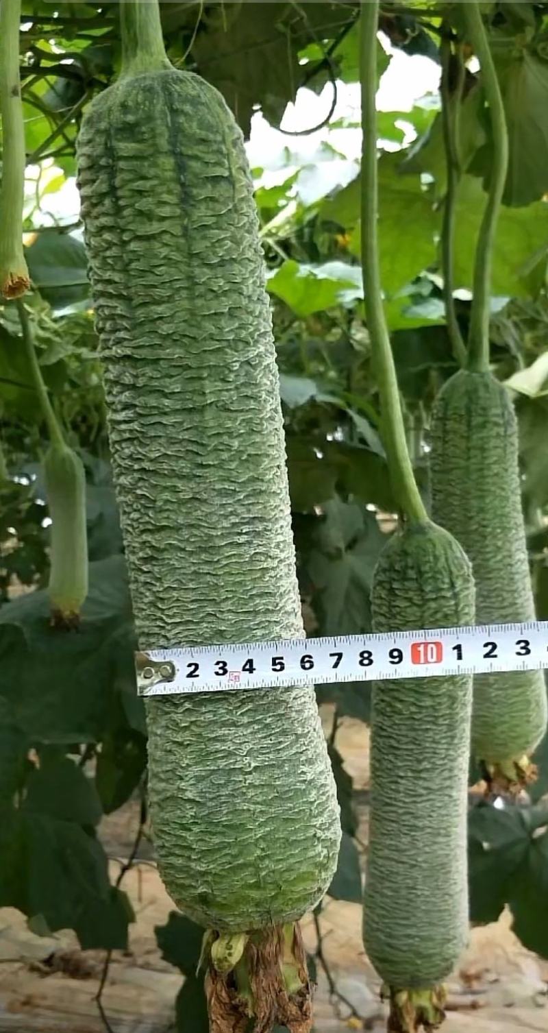 丝瓜种子春秋早皱王川塔皱皮丝瓜新品种早熟瓜码密高产