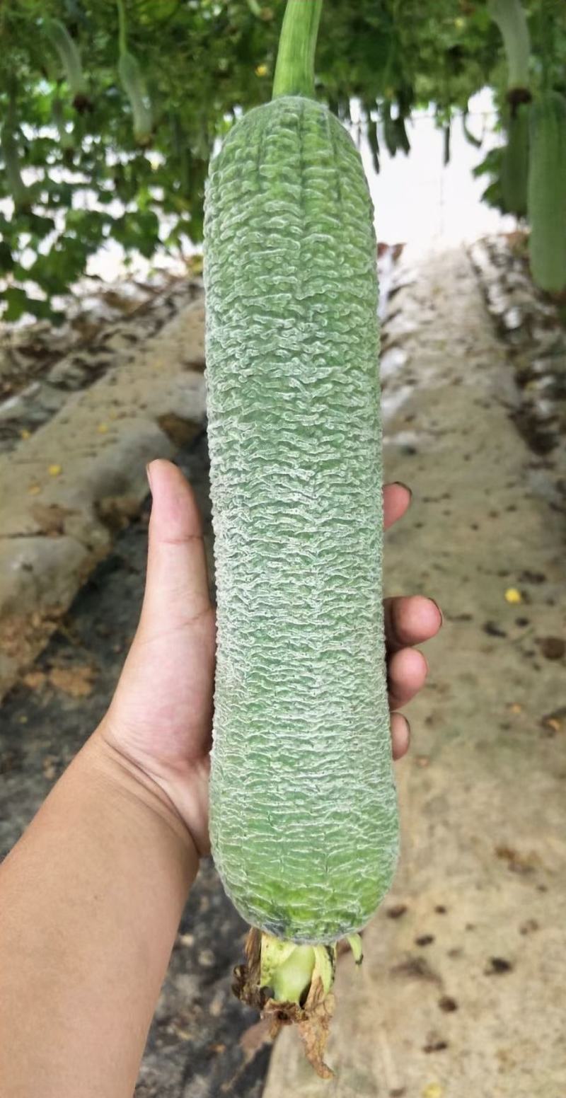 丝瓜种子春秋早皱王川塔皱皮丝瓜新品种早熟瓜码密高产