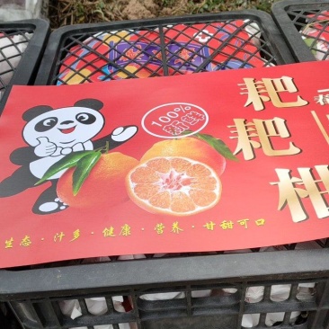耙耙柑春见果皮薄，包着较紧实质地脆嫩多汁