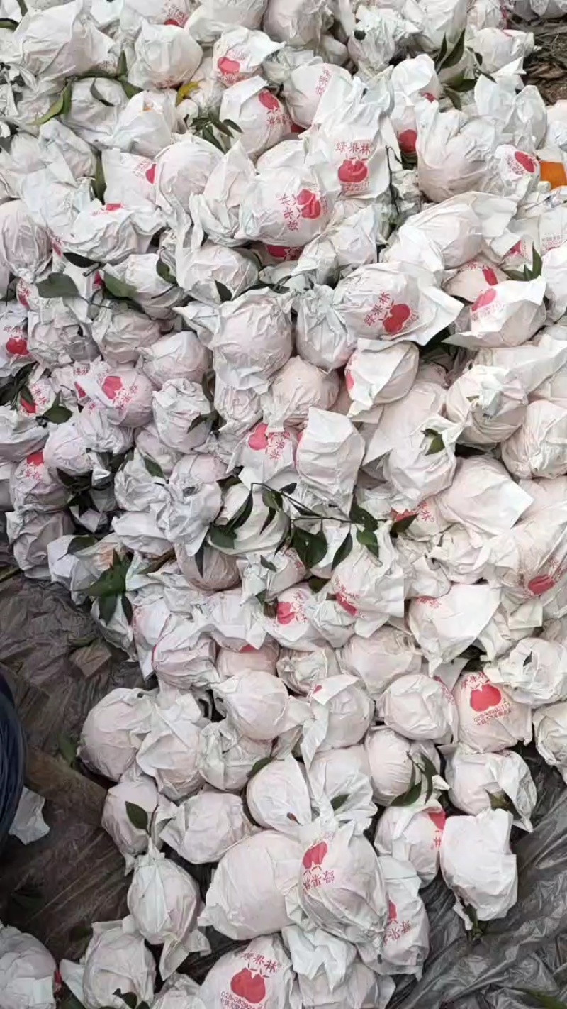耙耙柑春见果皮薄，包着较紧实质地脆嫩多汁