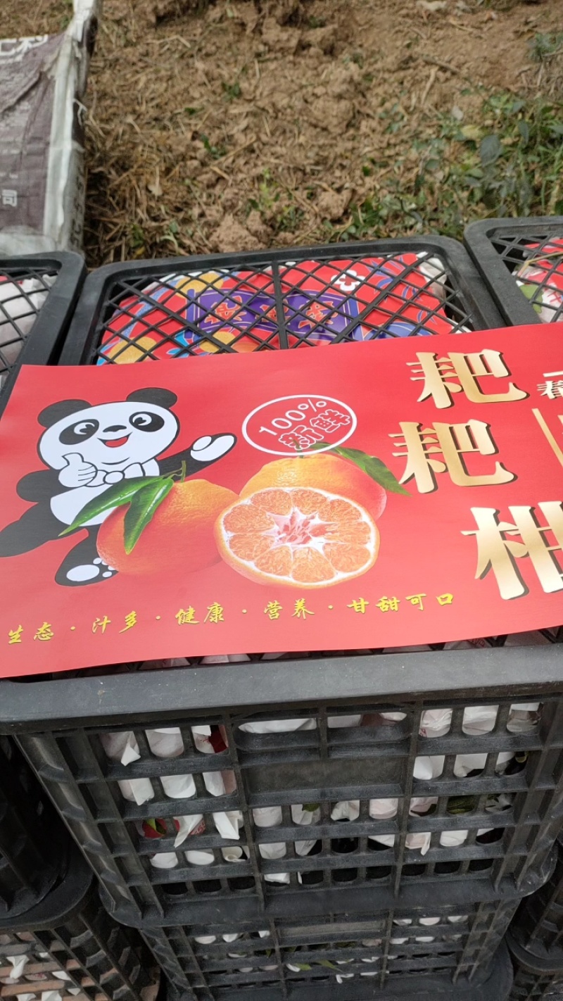 耙耙柑春见果皮薄，包着较紧实质地脆嫩多汁