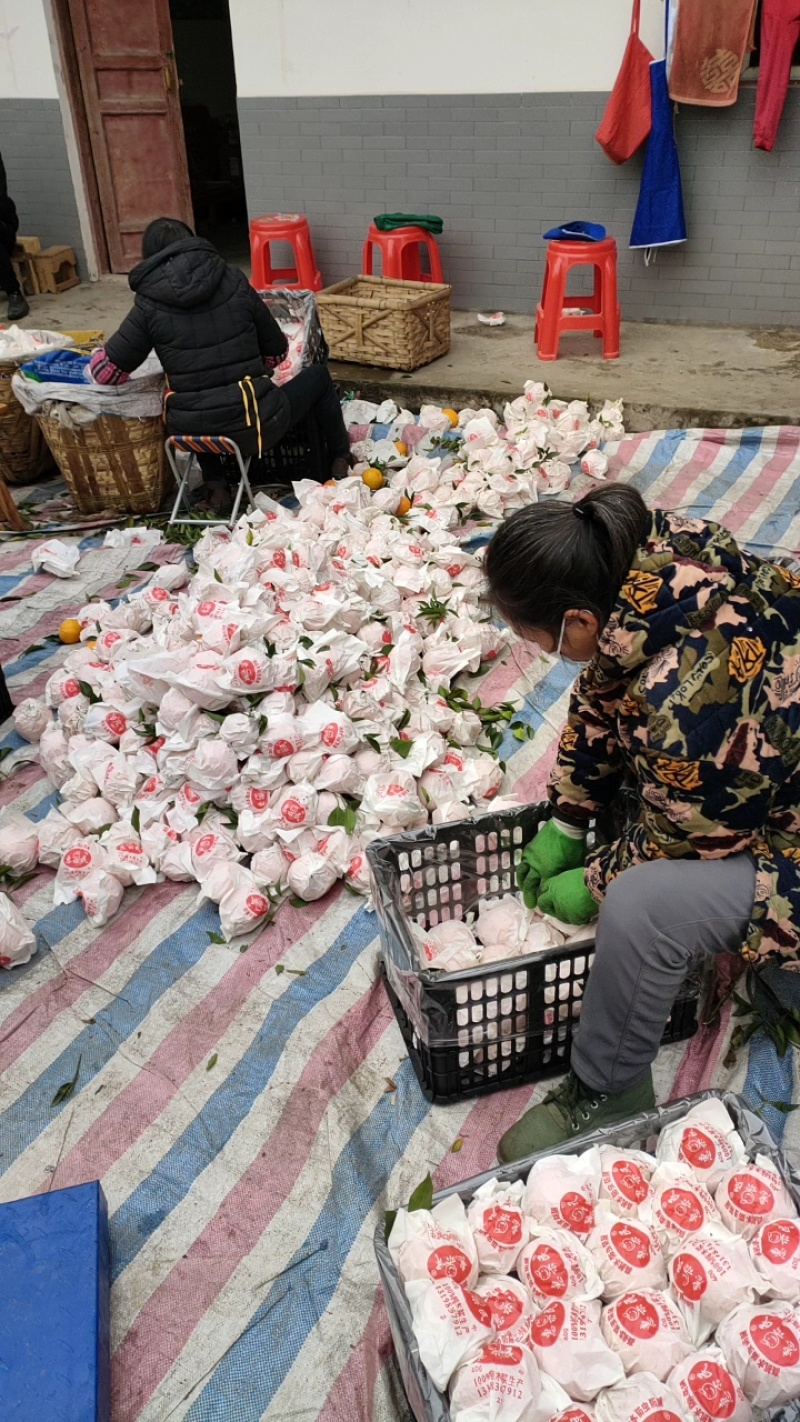 耙耙柑春见果皮薄，包着较紧实质地脆嫩多汁