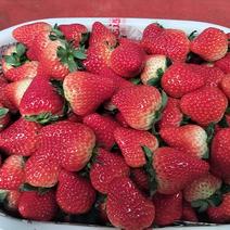 安徽六安城南丁集草莓