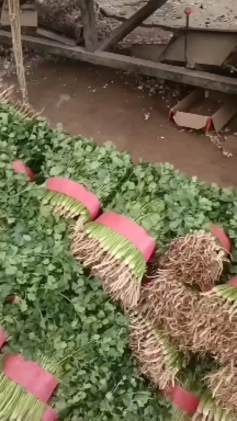 铁杆青香菜！供应电商平台！社区团购！美团！市场等！