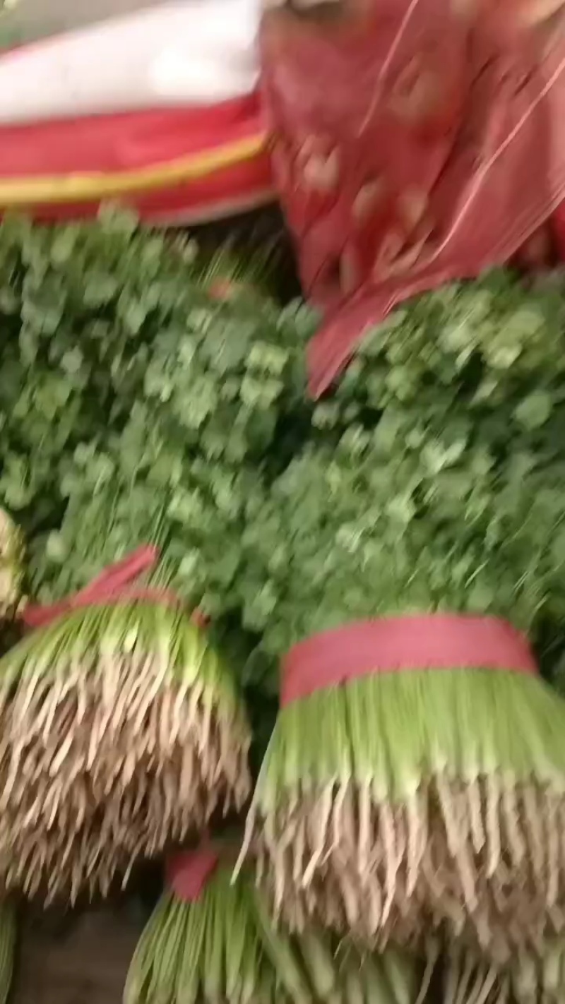 铁杆青香菜！供应电商平台！社区团购！美团！市场等！