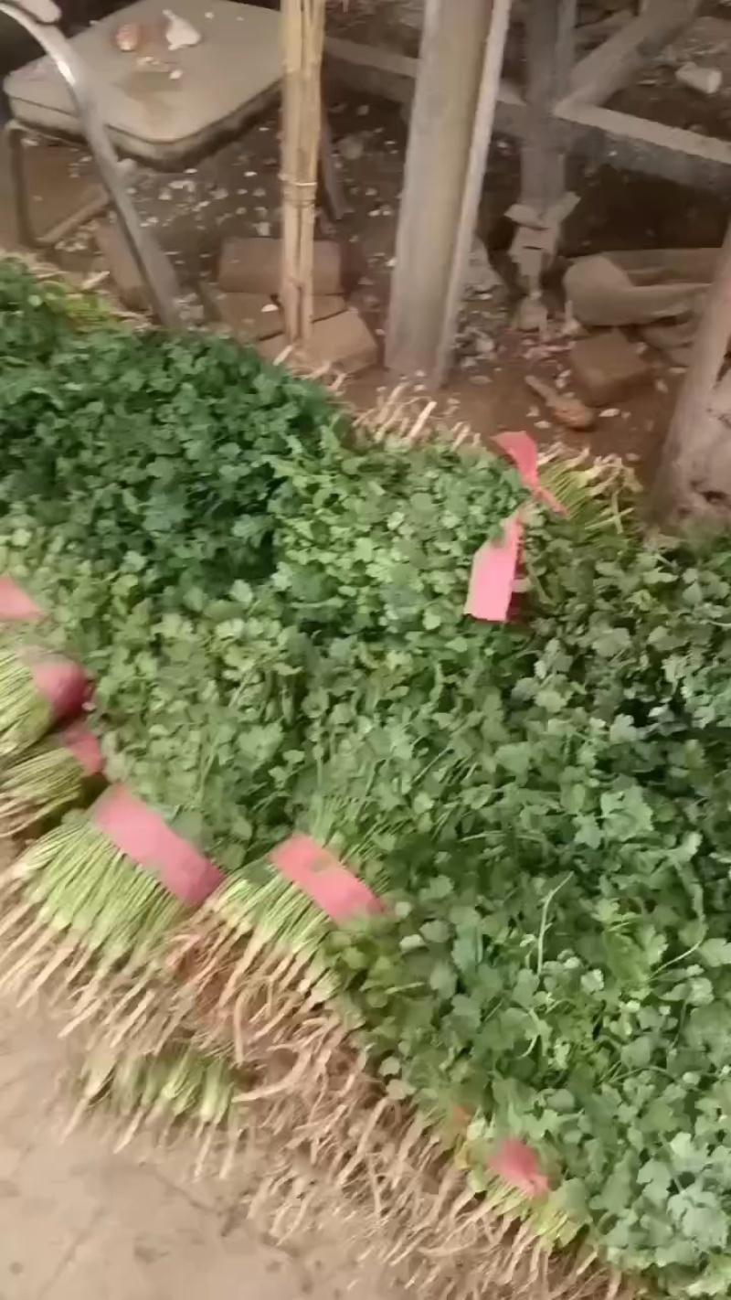 铁杆青香菜！供应电商平台！社区团购！美团！市场等！
