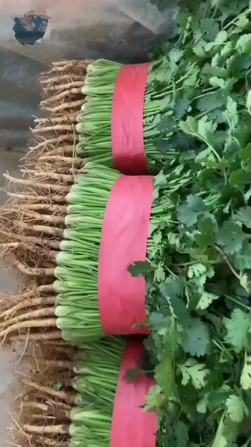 铁杆青香菜！供应电商平台！社区团购！美团！市场等！