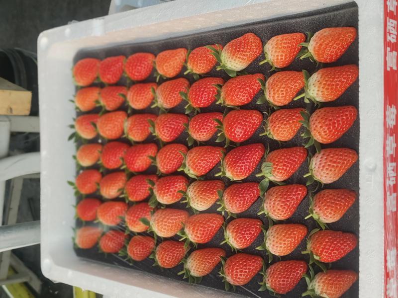 《奶油草莓》山东历城区基地现摘电商批发团购代发