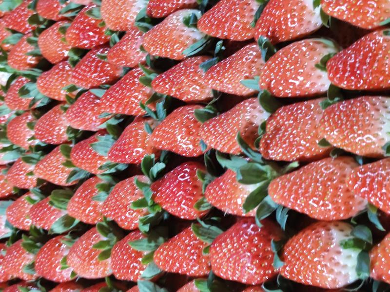 《奶油草莓》山东历城区基地现摘电商批发团购代发