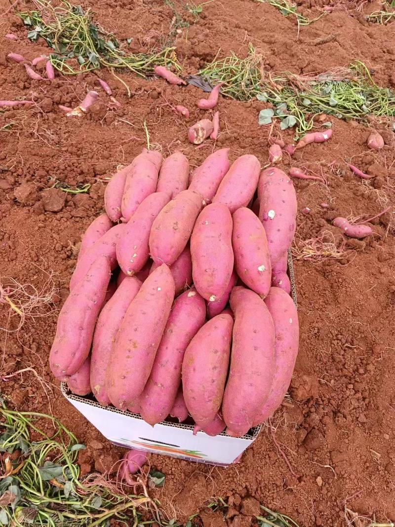 《西瓜红蜜薯》云南红薯高原蜜薯千亩基地直供电商商超