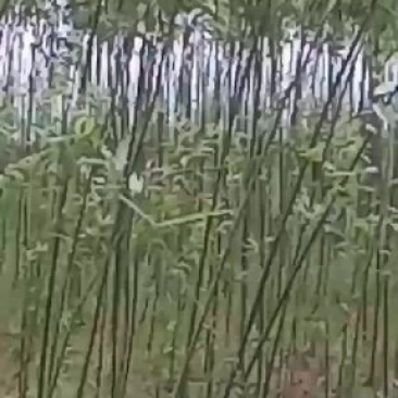 竹柳树苗