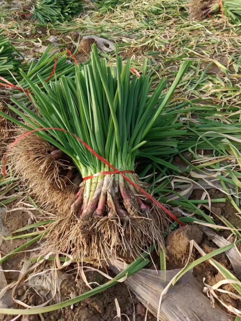 大棚蒜苗河南红根蒜苗产地直供货量充足量大从优上市中