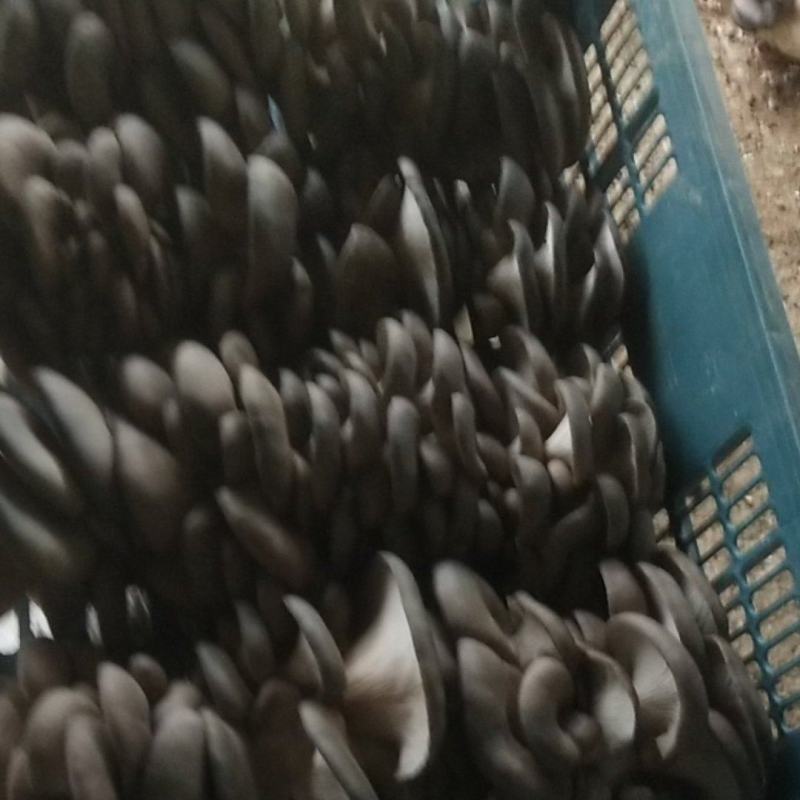 一级蘑菇有点了，量不大俩千斤左右，周边的客户有需要的联系