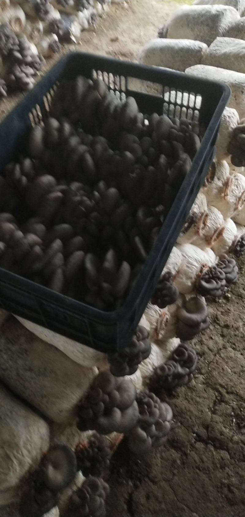 一级蘑菇有点了，量不大俩千斤左右，周边的客户有需要的联系