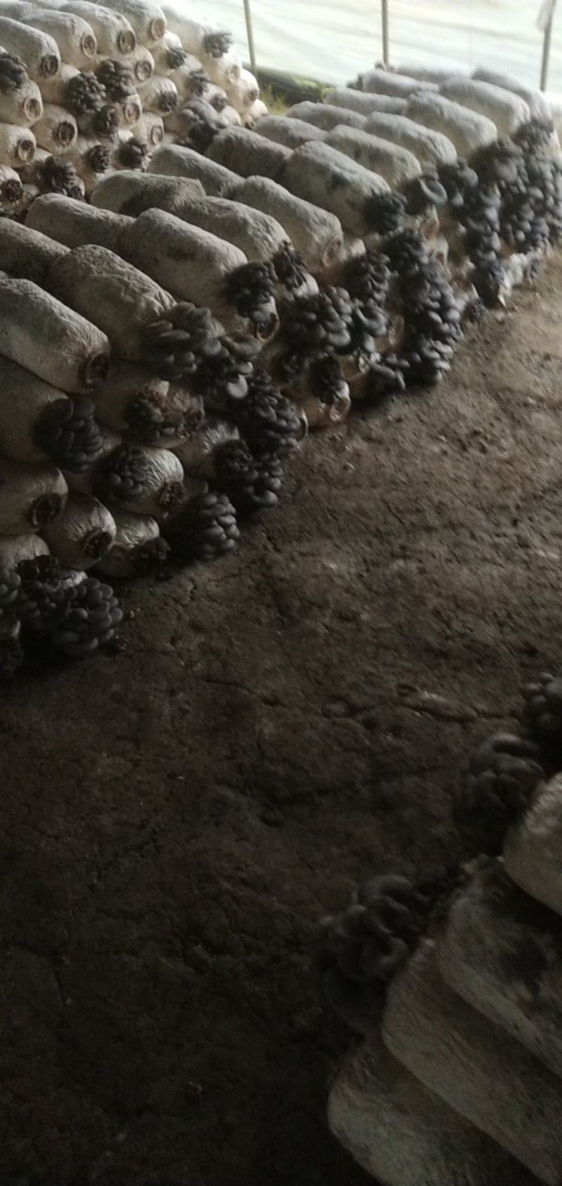 一级蘑菇有点了，量不大俩千斤左右，周边的客户有需要的联系