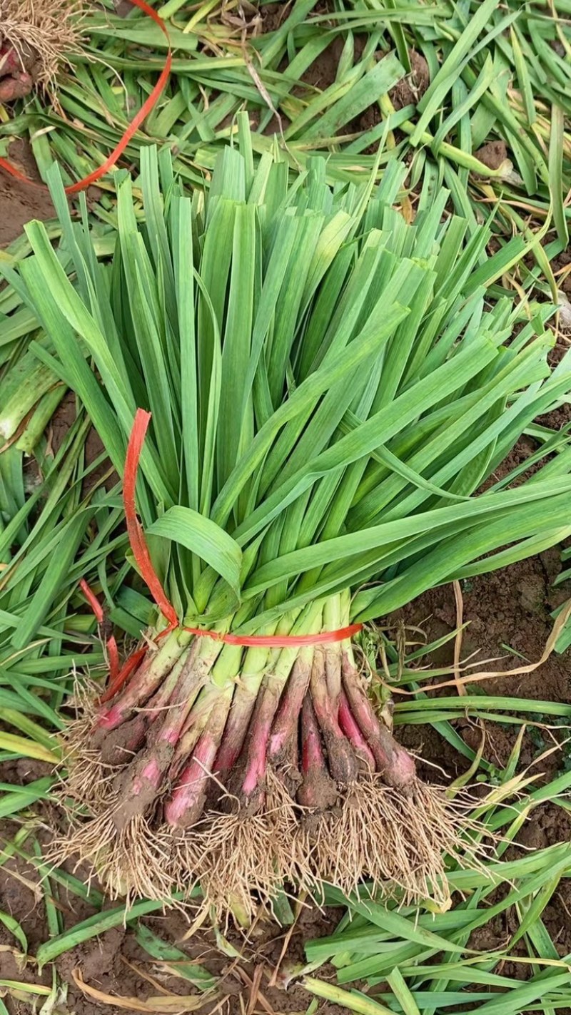大棚蒜苗河南红根蒜苗产地直供货量充足量大从优上市中