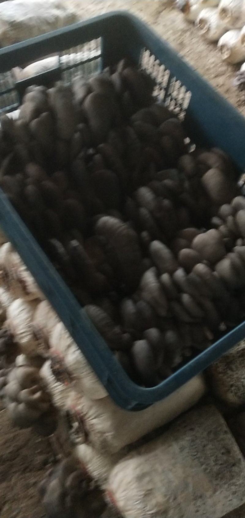 一级蘑菇有点了，量不大俩千斤左右，周边的客户有需要的联系