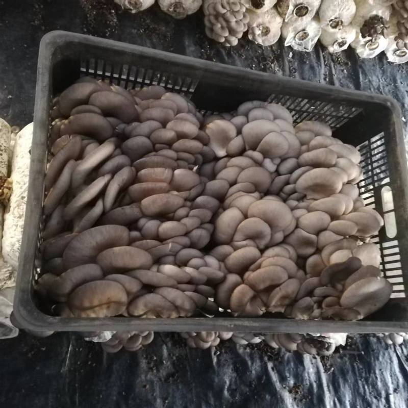 【推荐】河南食用菌蘑菇平菇基地直供，一手货源，质优