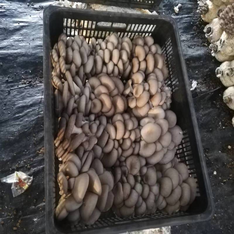 【推荐】河南食用菌蘑菇平菇基地直供，一手货源，质优