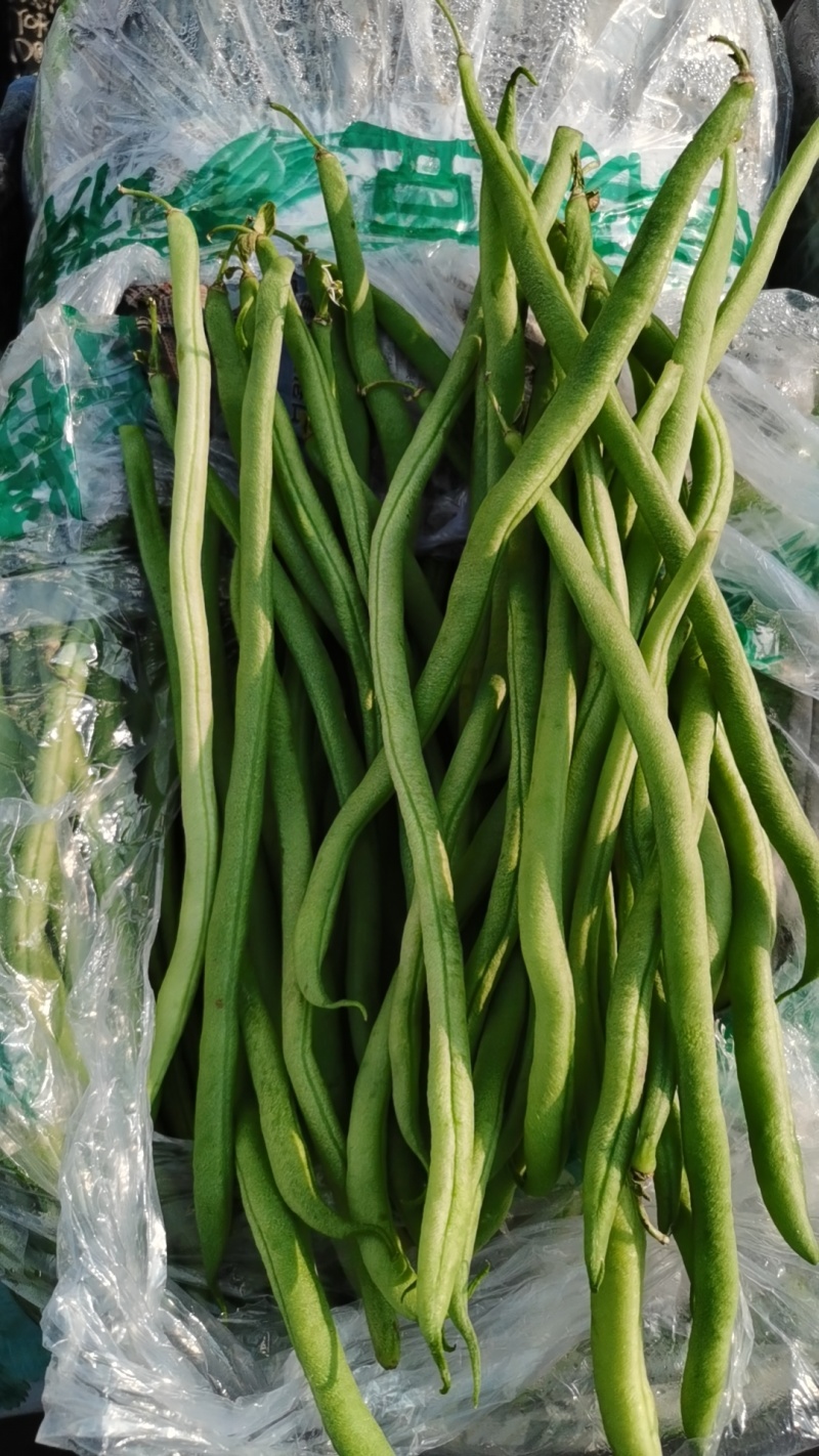 大量云南豆角，豆王，白豆。质量优质/一手货源