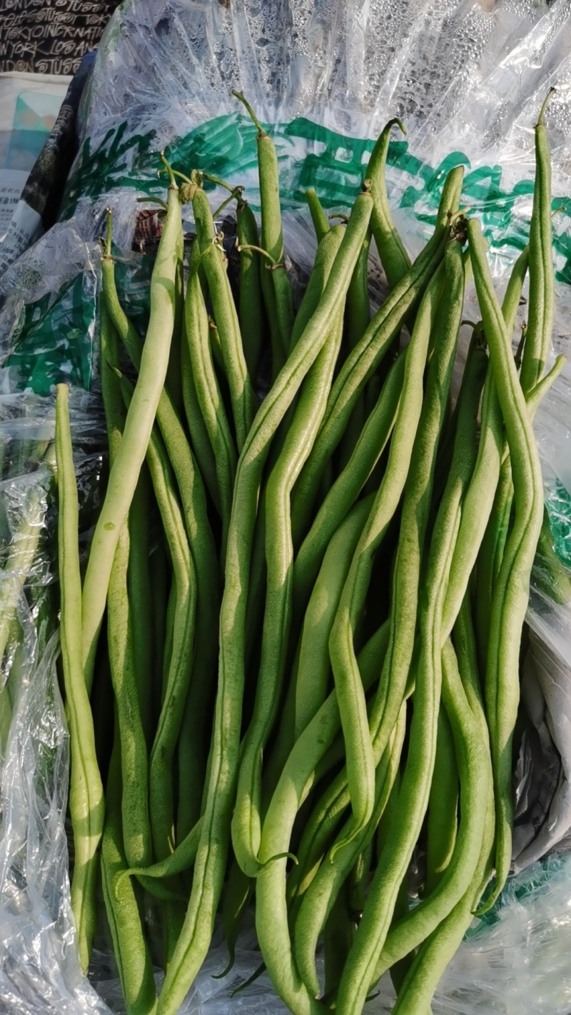 大量云南豆角，豆王，白豆。质量优质/一手货源