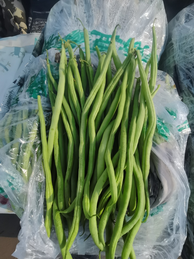 大量云南豆角，豆王，白豆。质量优质/一手货源