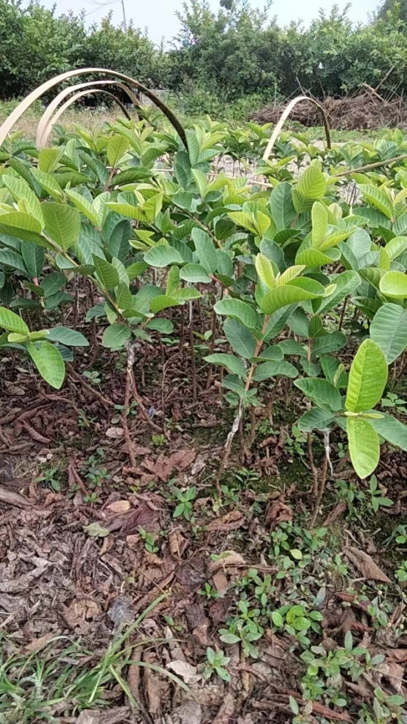 番石榴种苗石榴树苗花稔嫁接种苗台湾红宝石芭乐西瓜红珍珠白