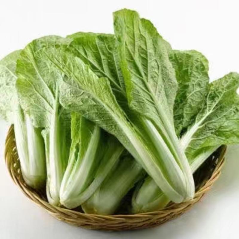 【精品】安徽小白菜快菜，奶油小白菜大量上市，全国发货规格齐全