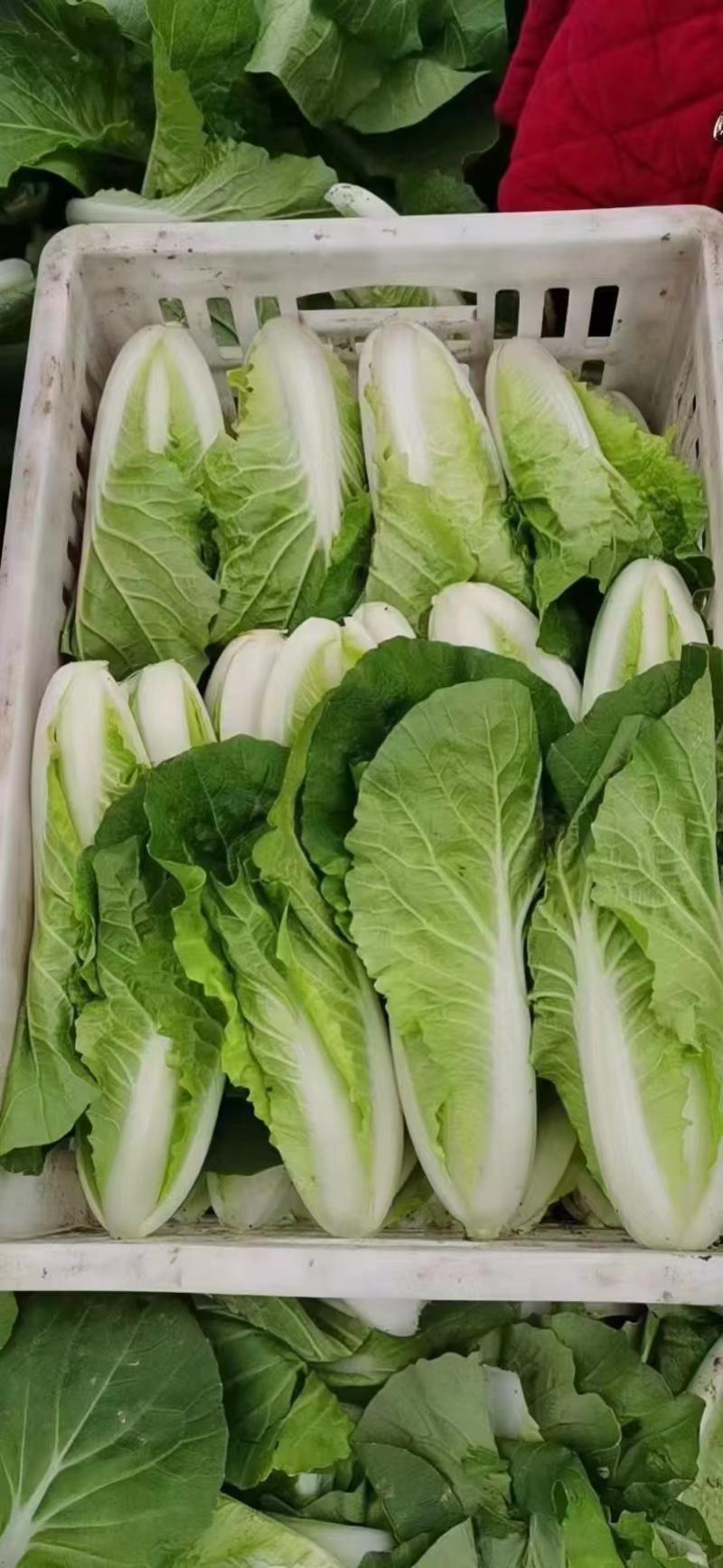 【精品】安徽小白菜快菜，奶油小白菜大量上市，全国发货规格齐全