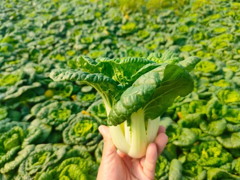 【优质】安徽精品黄心菜，大量供货，可对接各级客商，质量保证