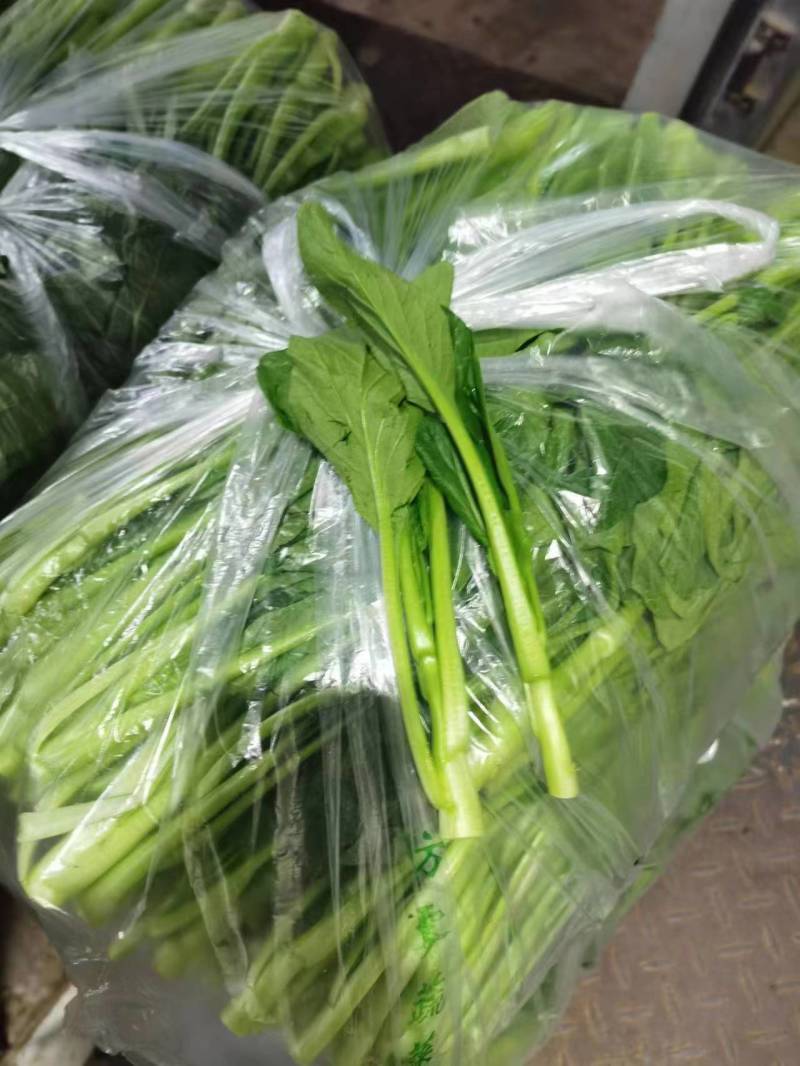安徽菜苔菜心大量上市，产地直供品质高，对接各级客商
