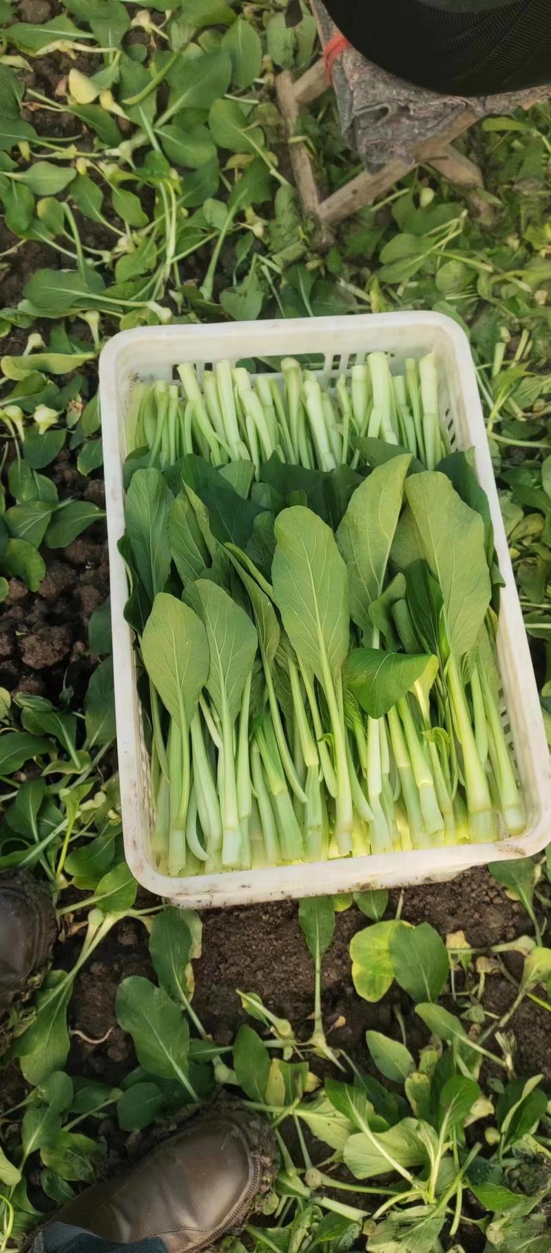 安徽菜苔菜心大量上市，产地直供品质高，对接各级客商