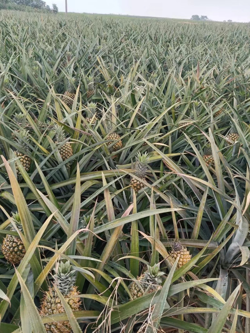 广东徐闻菠萝大量供应中产地直发量大优惠对接全国