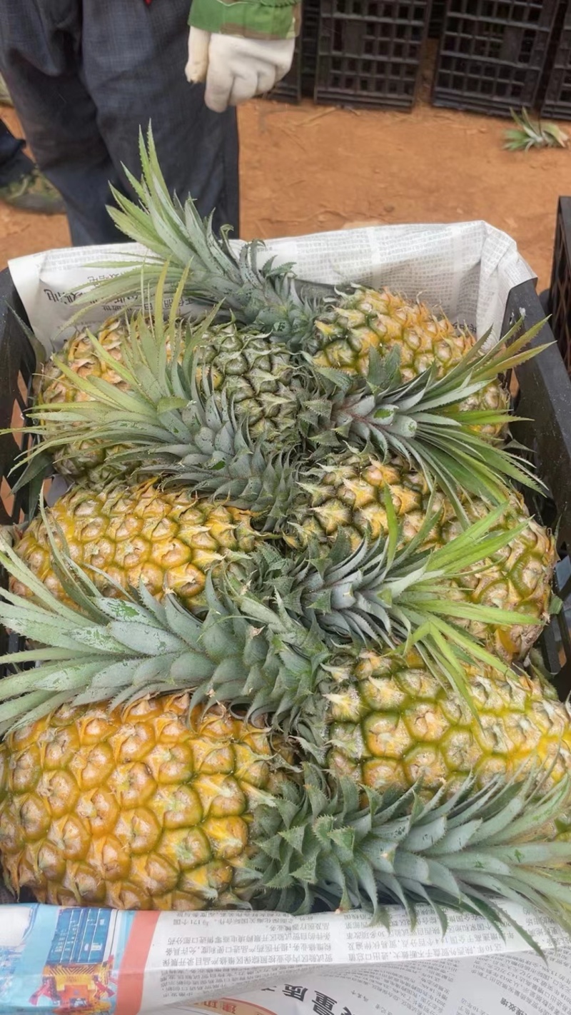 广东徐闻菠萝大量供应中产地直发量大优惠对接全国
