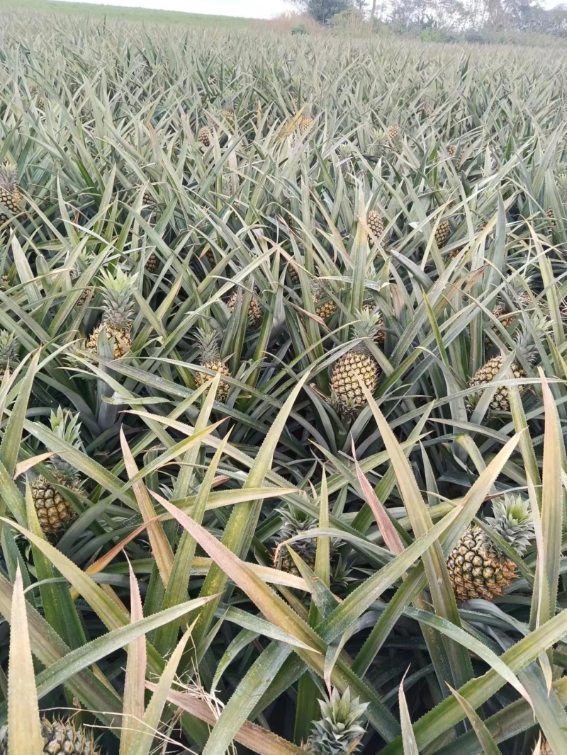 广东徐闻菠萝大量供应中产地直发量大优惠对接全国