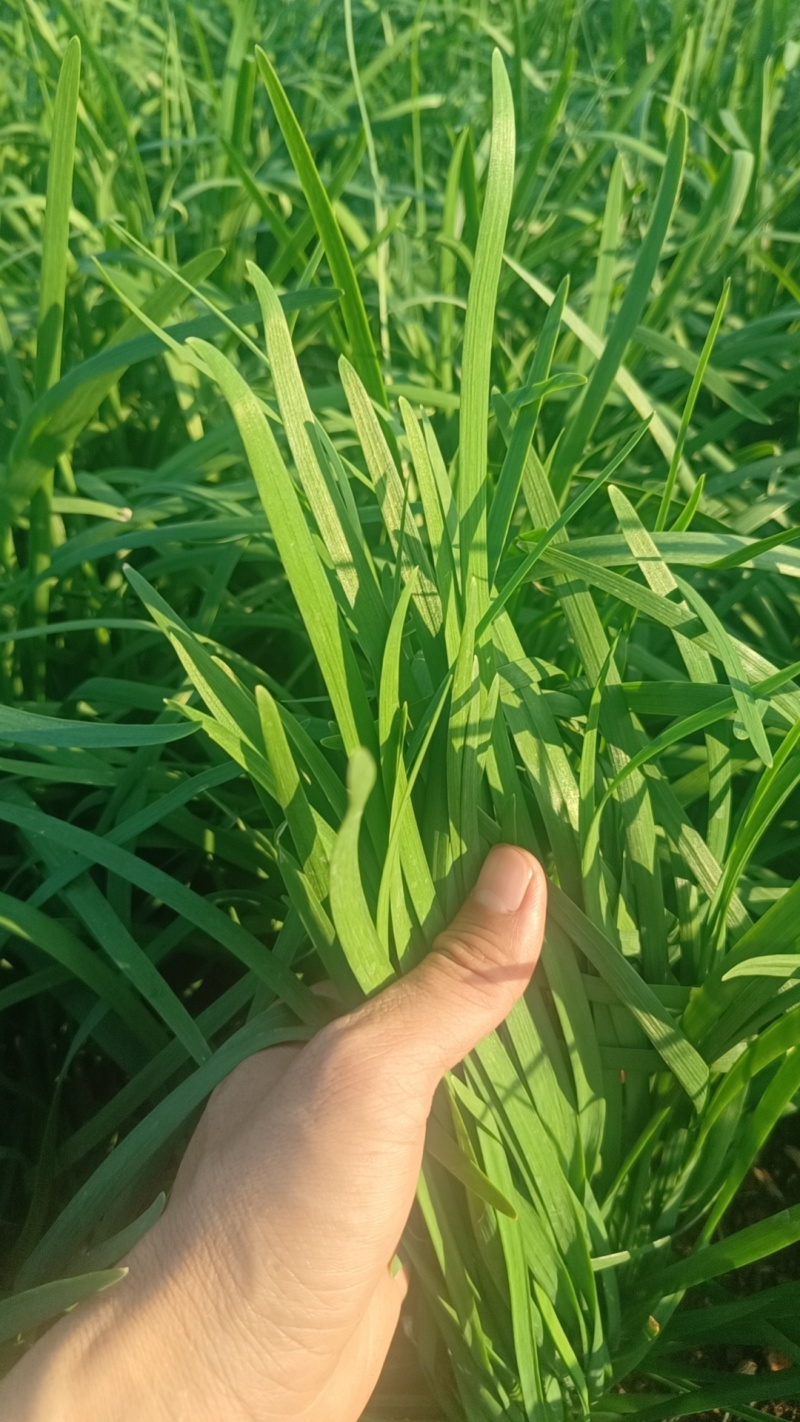 精品韭菜广东徐闻韭菜大量供应中产地直发品质保障