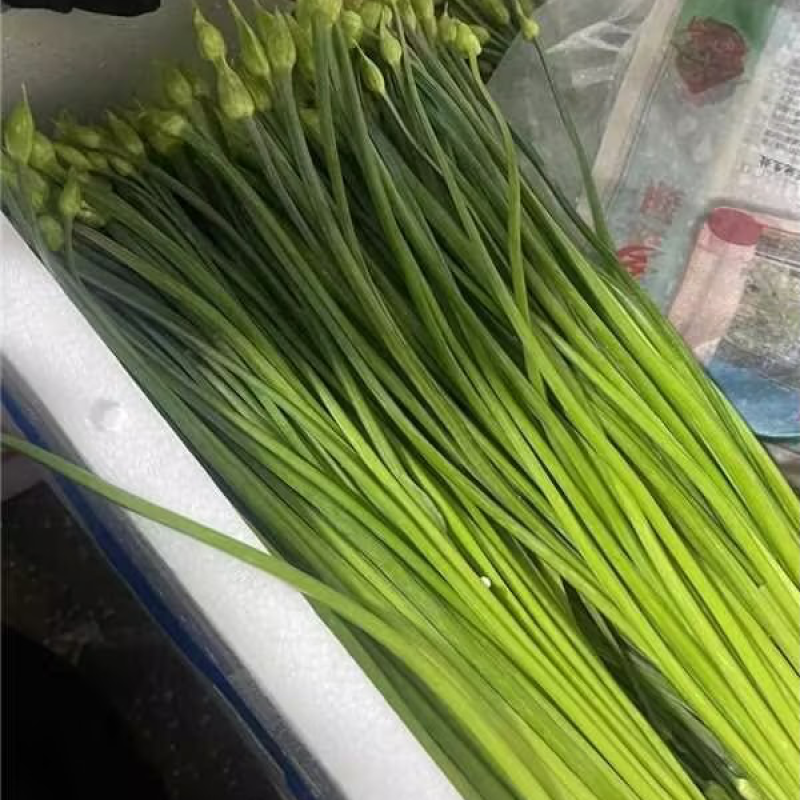 云南韭菜苔，欢迎选购，量大从优