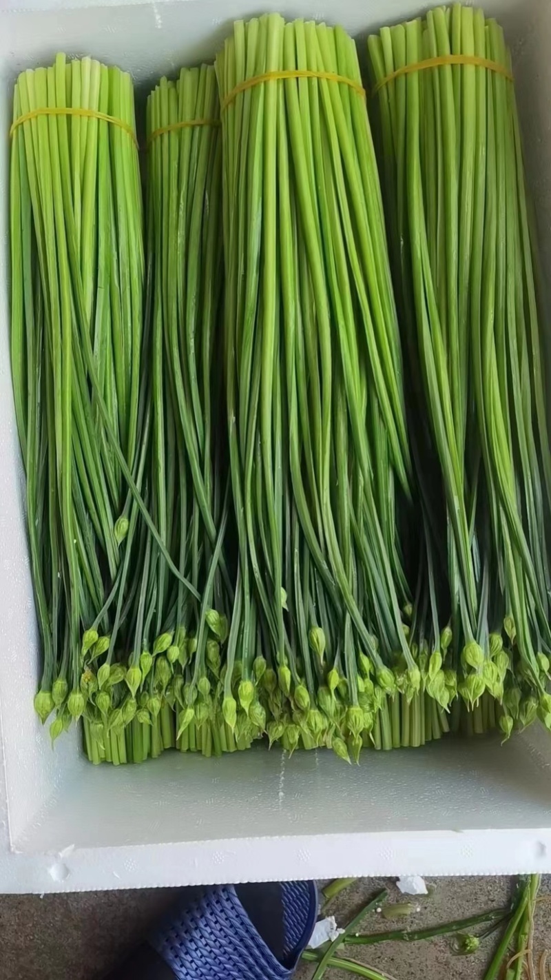 云南韭菜苔，欢迎选购，量大从优