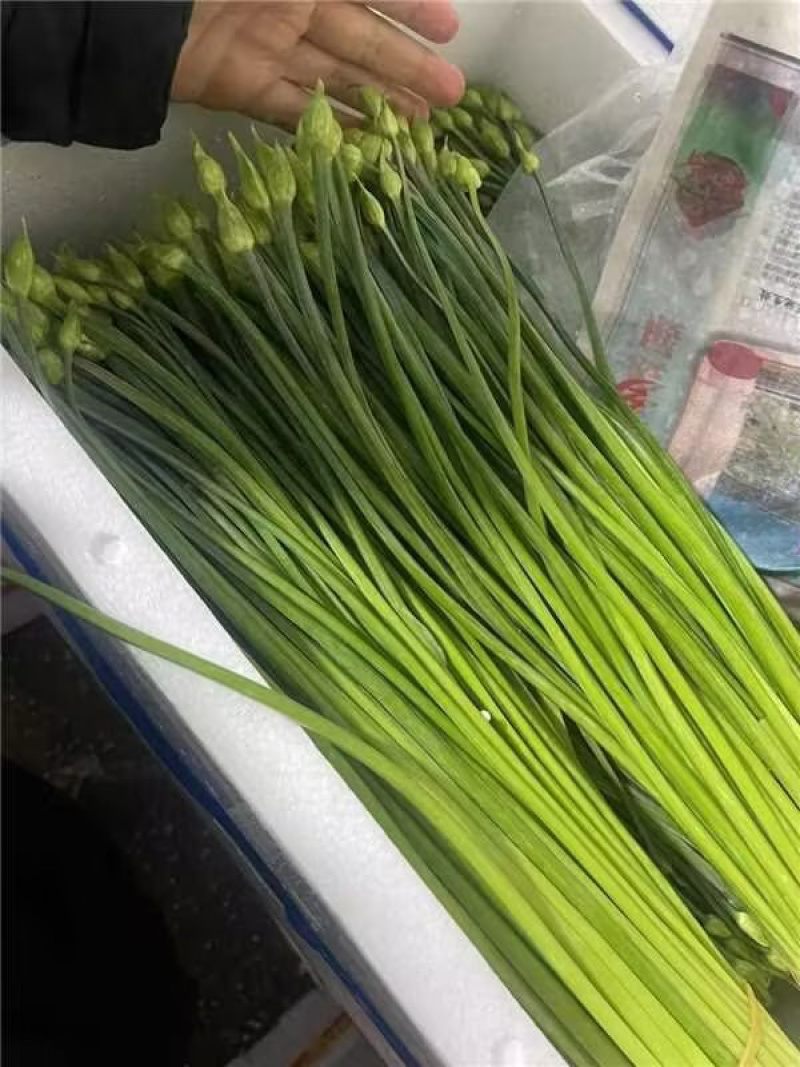 云南韭菜苔，欢迎选购，量大从优