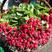 樱桃萝卜品质保证产地发货，欢迎全国客商前来选购