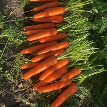 福建新苗泥萝卜已上市，有需要老板滴滴质量好价格优。