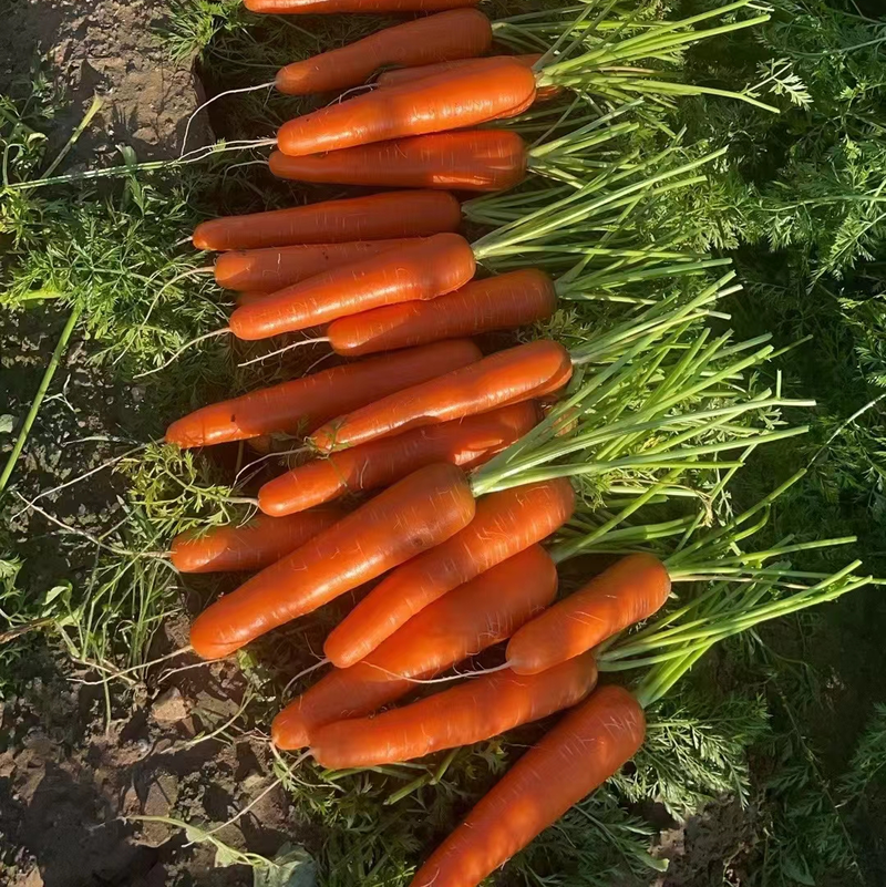 福建新苗泥萝卜已上市，有需要老板滴滴质量好价格优。