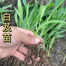 紫花三叉中宽叶白芨驯化苗白芨种苗产量高，好管理，包技术包回收