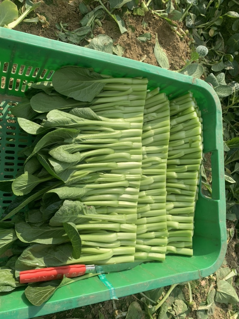 菜心