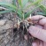 紫花三叉中宽叶白芨驯化苗白芨种苗产量高，好管理，包技术包回收