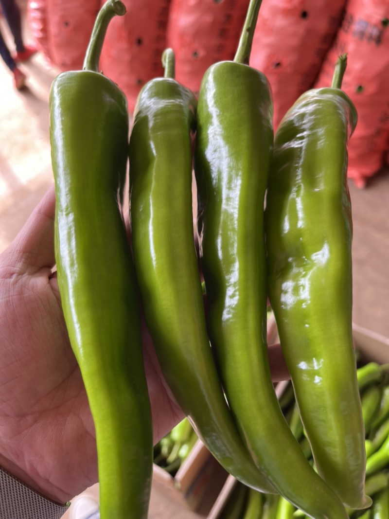 【推荐】黄皮尖椒、大量供应，品质保证，欢迎来电