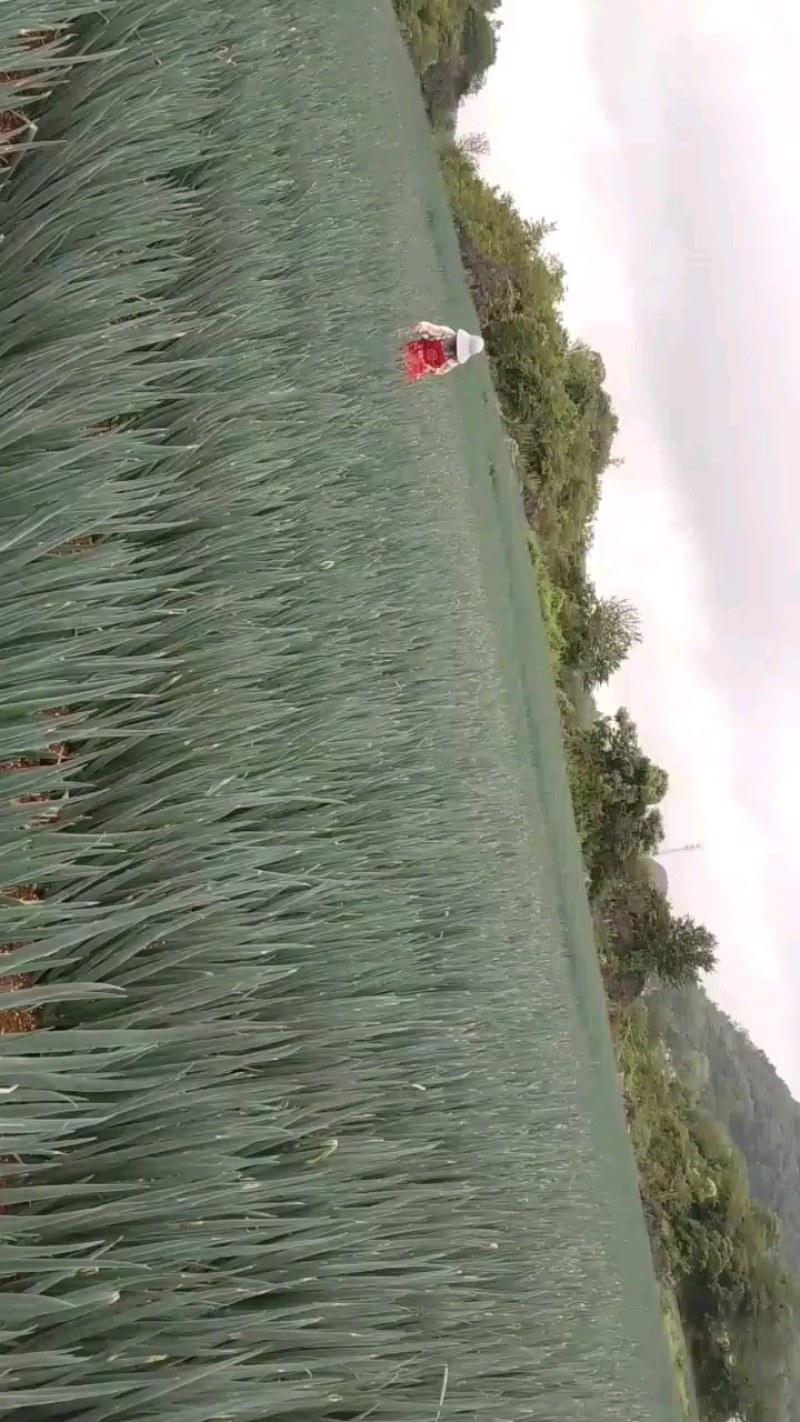爽爽贵州安顺大葱吃味好耐运输，欢迎各位老板大量订购