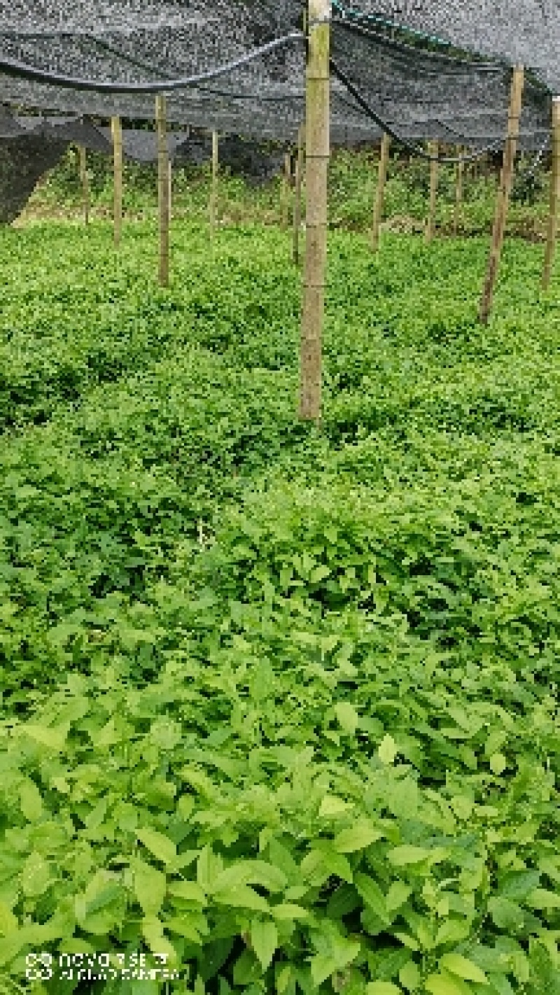 牛尾蕨种苗牛尾菜龙須蕨鞭干蕨羊尾蕨苗
